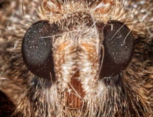 Stereo Zoom Microscope