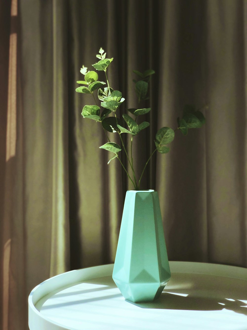 green plant on white ceramic pot