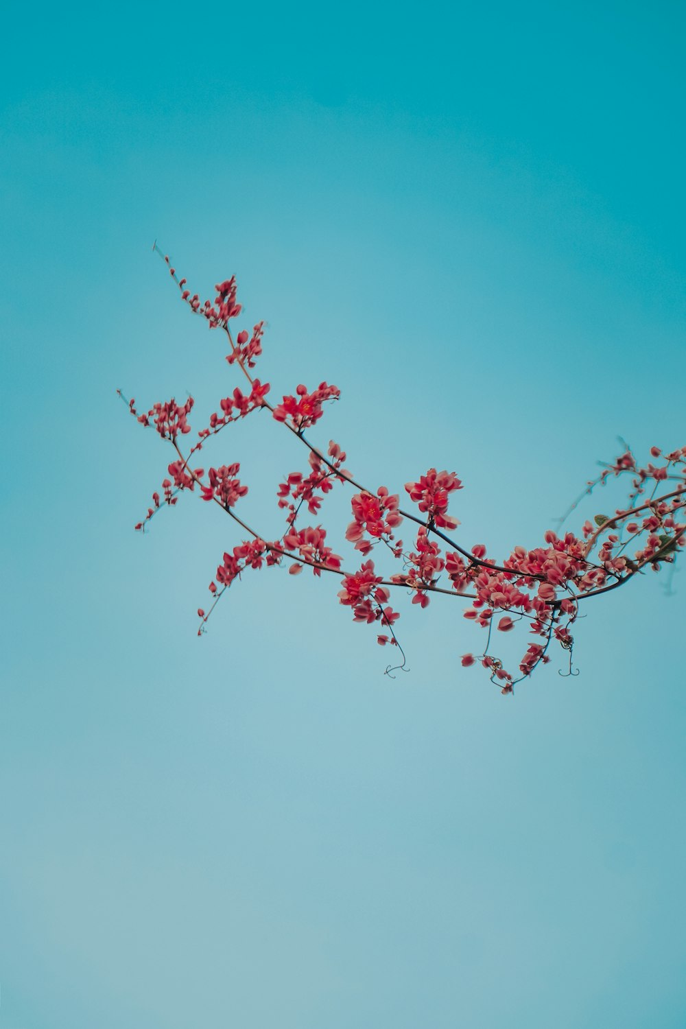 red leaf tree under blue sky during daytime