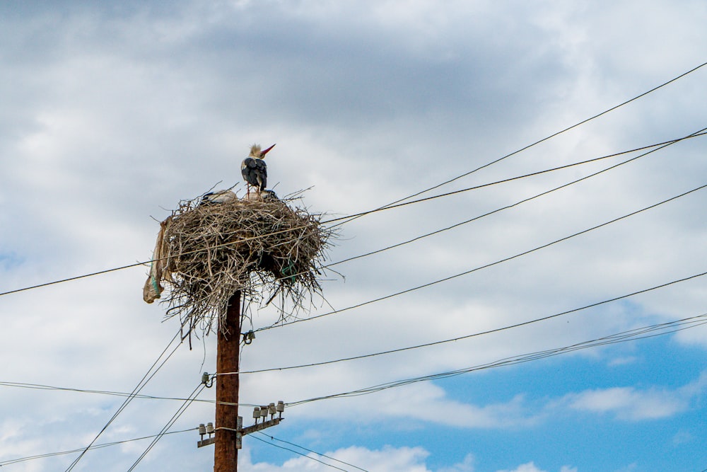 Un pájaro sentado en la parte superior de un nido encima de un poste de teléfono