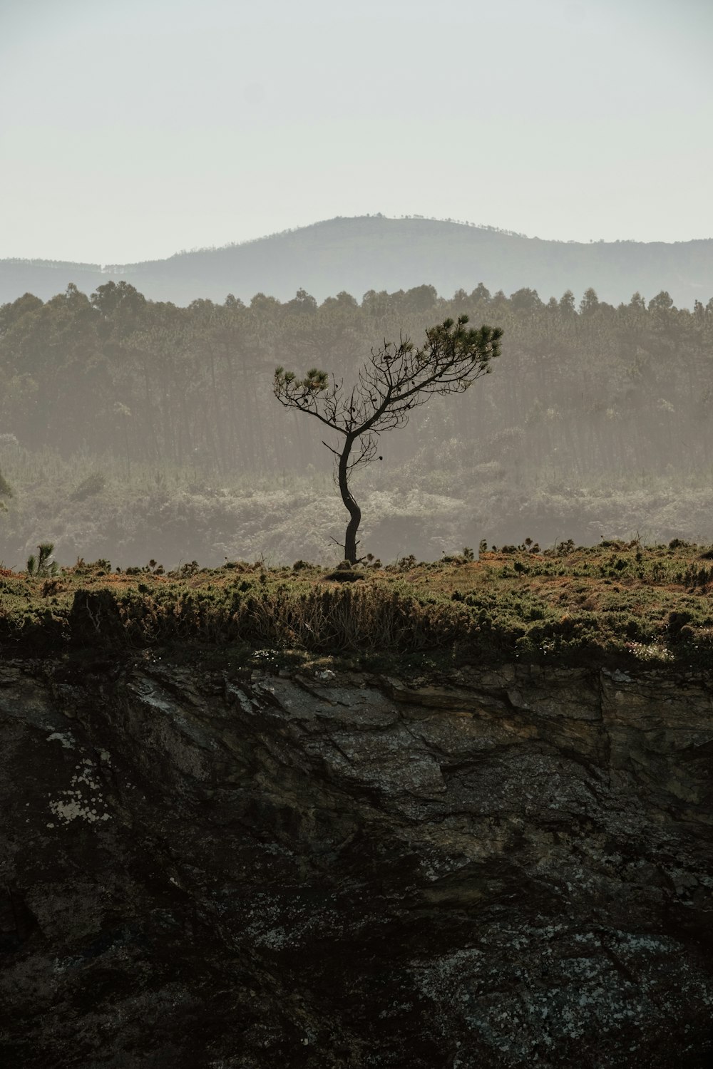 leafless tree on green grass field during daytime