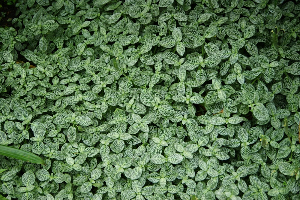 green leaves on brown soil