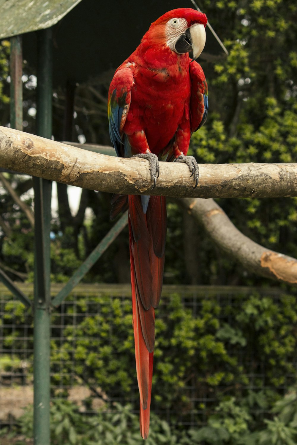 갈색 나뭇가지에 빨간색과 파란색 앵무새