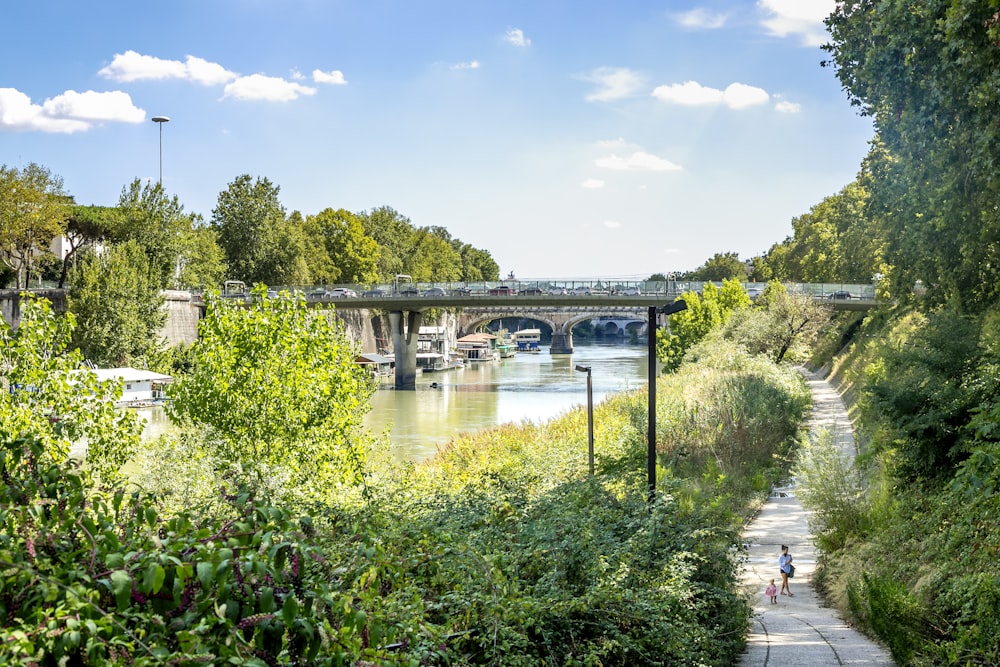 green plants near river under blue sky during daytime