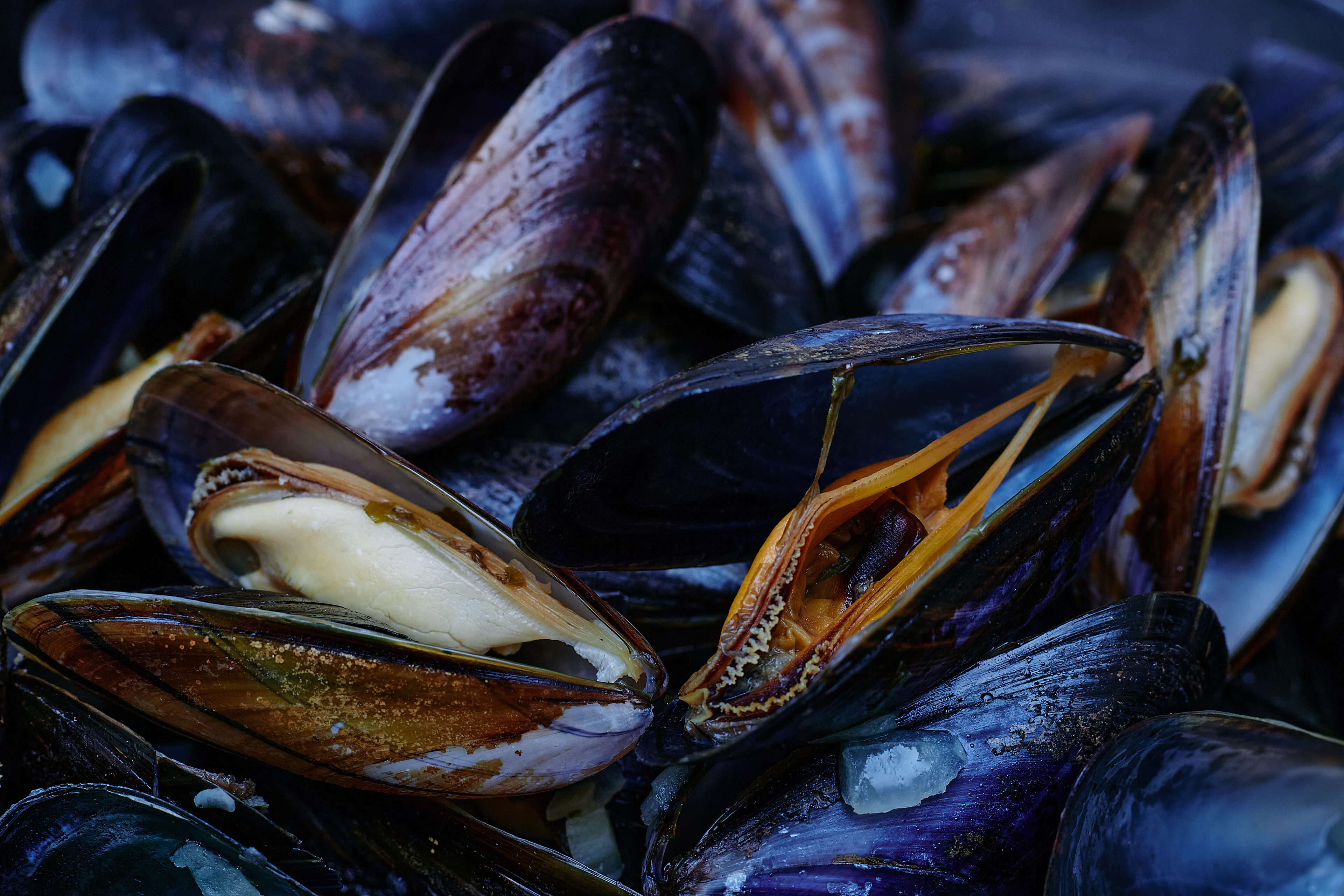 A close-up plate of dark, glossy cooked mussels in their shells.