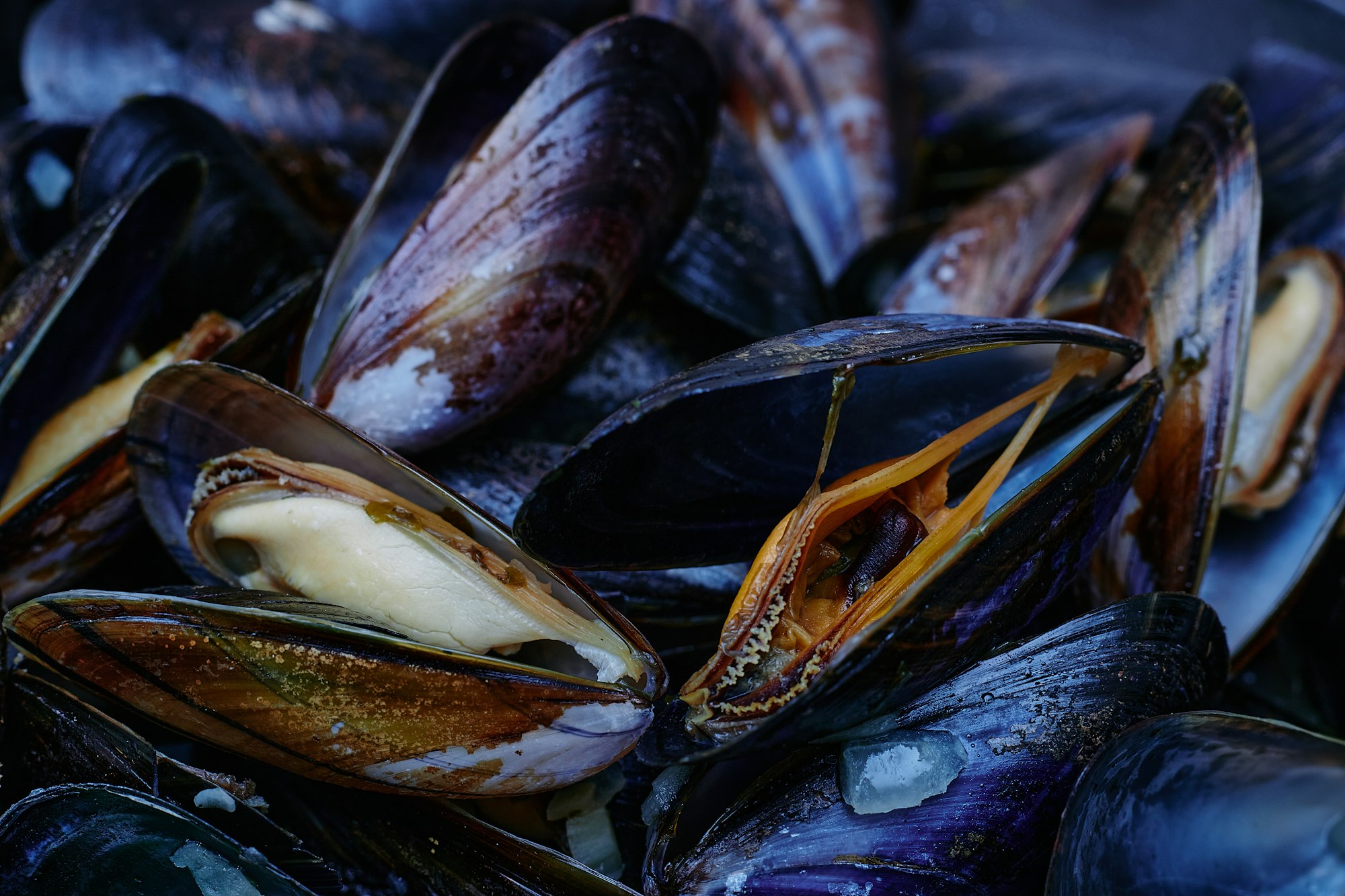 Mollusks: Mussels, Snails, Clams, and Co
