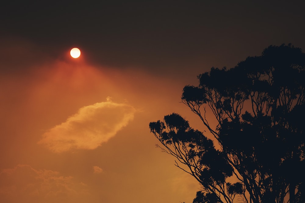 silhouette of trees during sunset