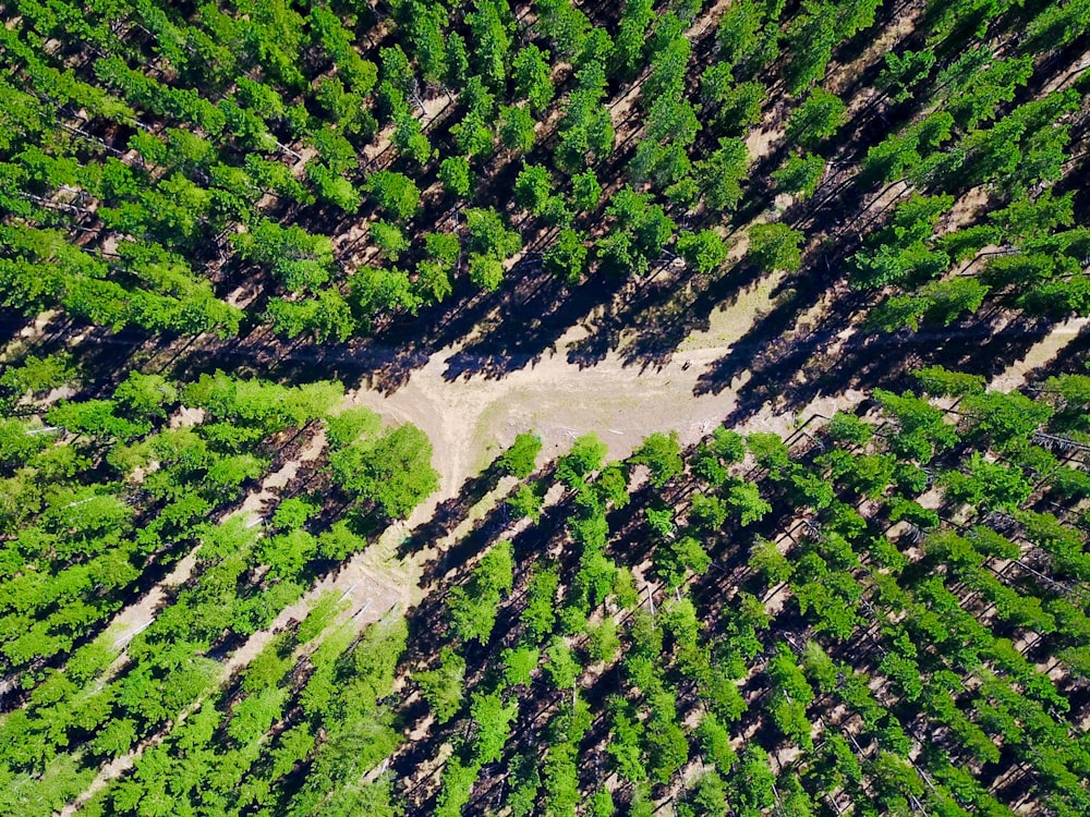 green trees on mountain during daytime