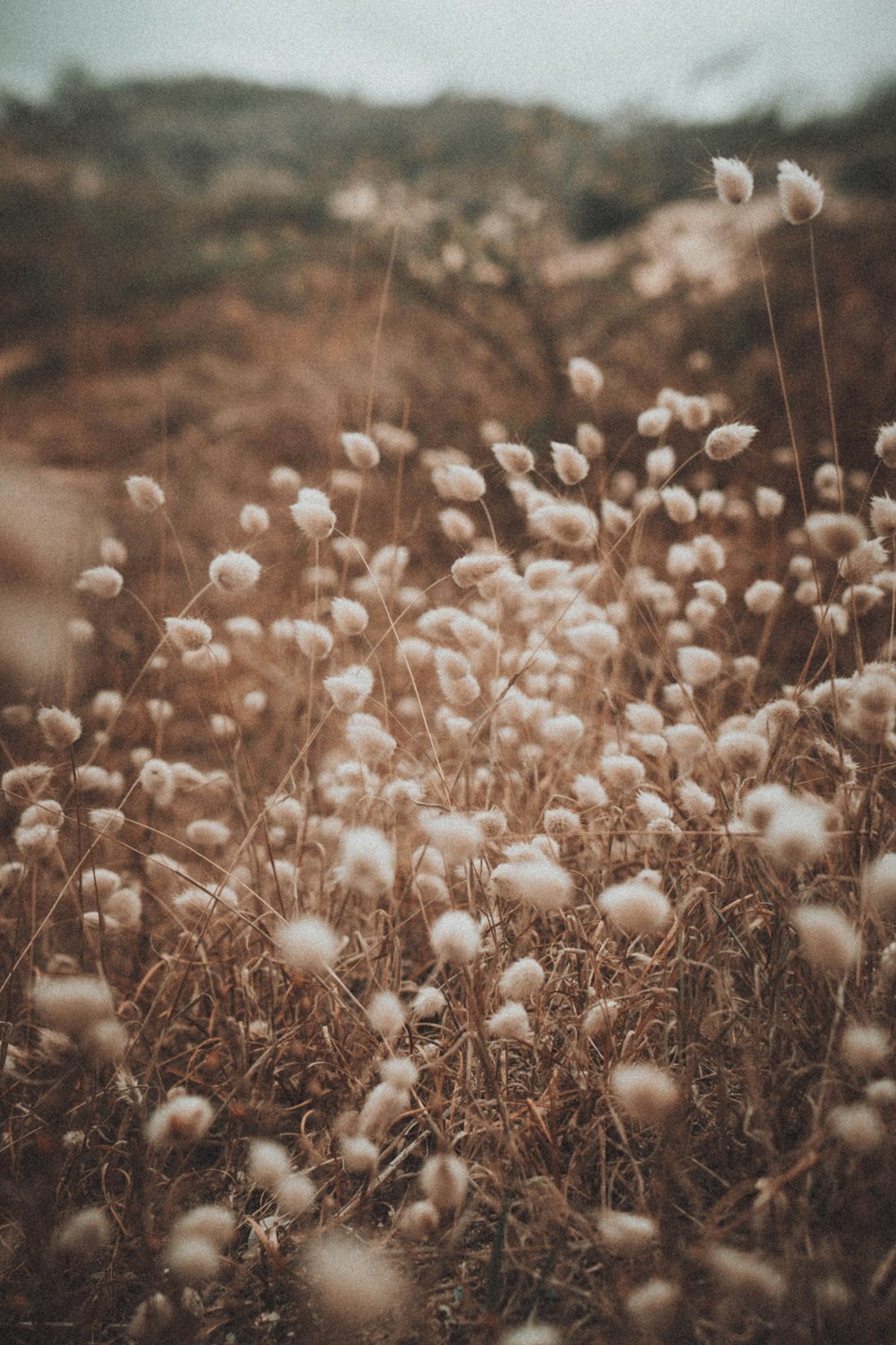 white flowers in tilt shift lens