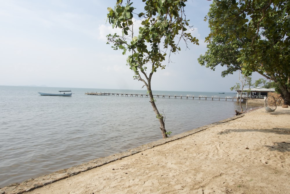 green tree near body of water during daytime