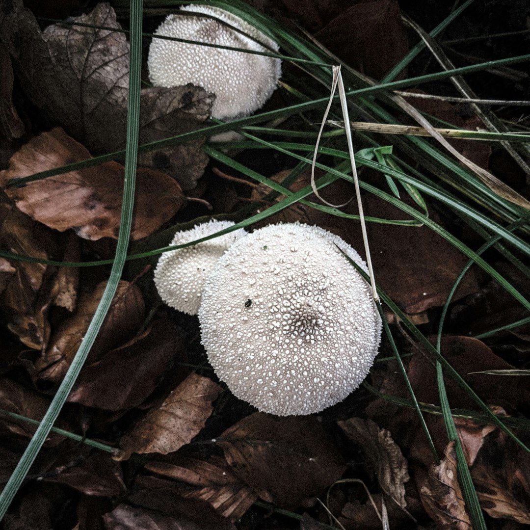 white mushroom on brown dried leaves