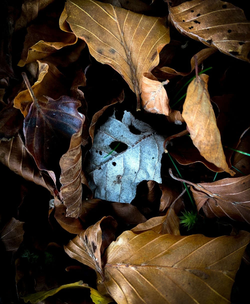 brown dried leaves on ground