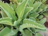 Vibrant green succulent plants with thick, fleshy leaves. The edges of the leaves are lined with small, rosette-shaped plantlets that are light green and appear almost translucent. The leaves have a waxy texture and are arranged in a dense cluster, giving the plant a lush and healthy appearance.