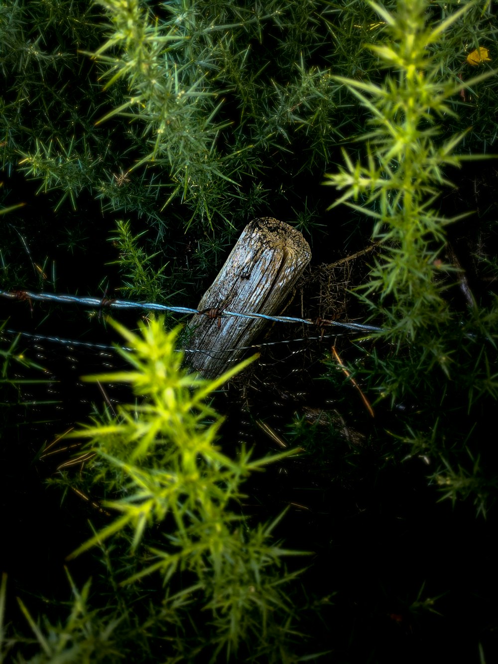 Planta verde sobre tronco de madera marrón