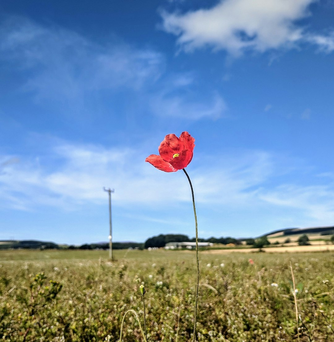 red flower in green grass field during daytime