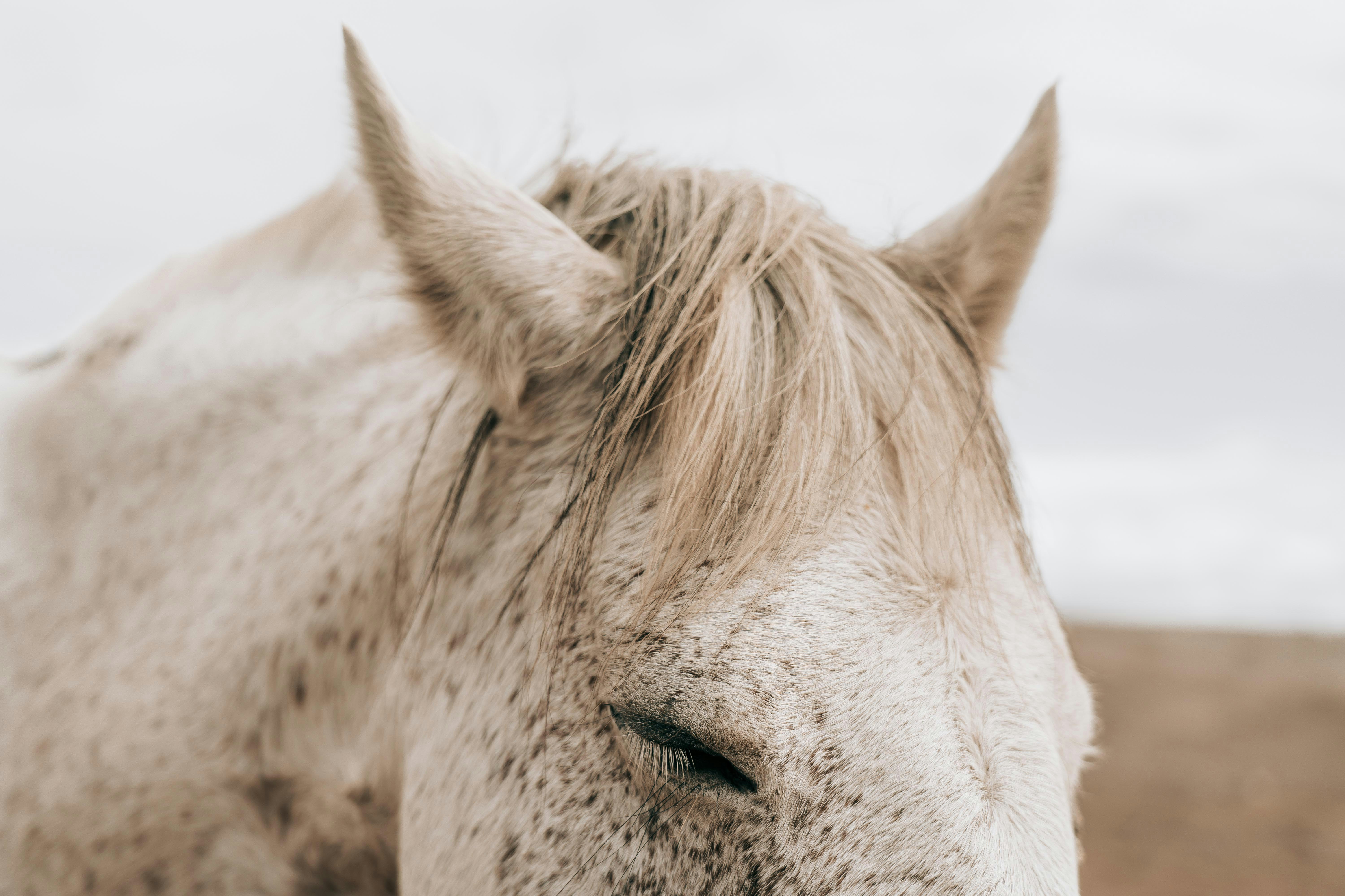 Photo by miguelmendes