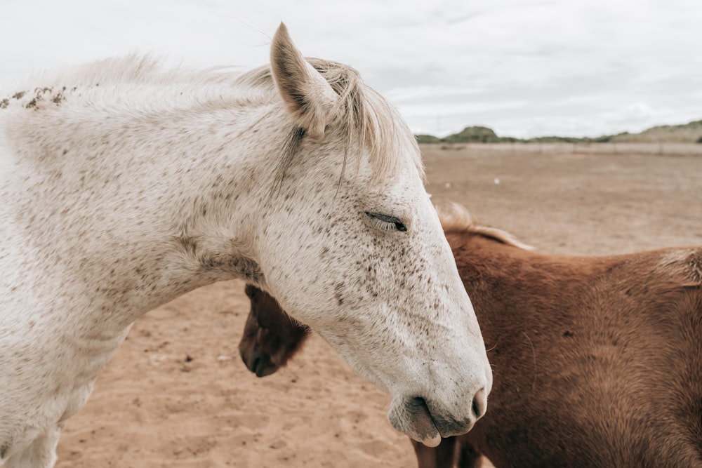 white and brown horse on brown sand during daytime