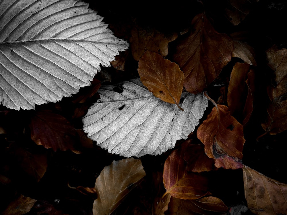 feuilles brunes et blanches sur le sol