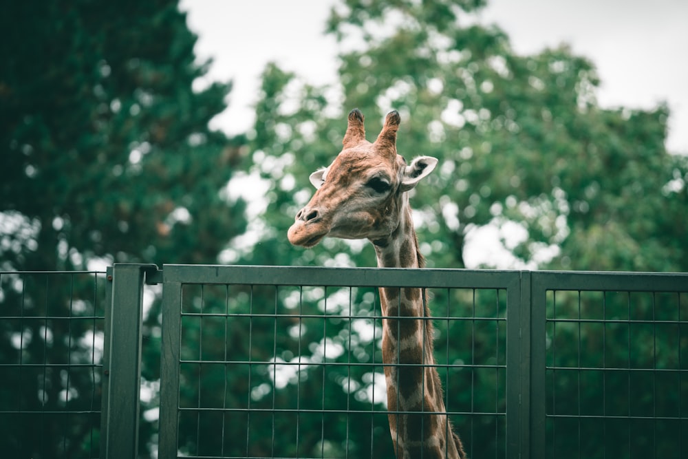 brown giraffe on green metal fence during daytime