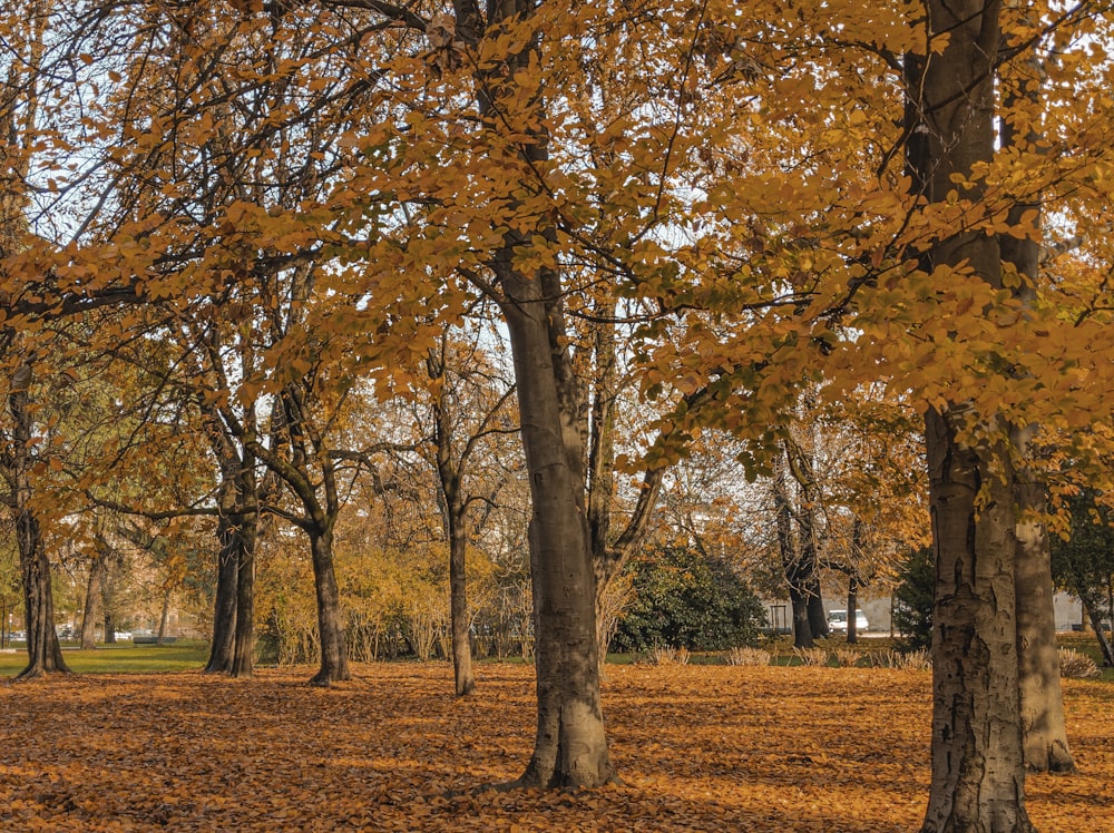 brown and yellow trees on brown grass field during daytime