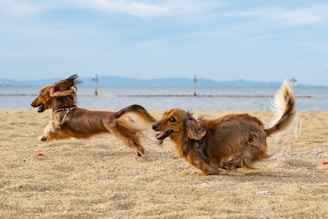 brown long coat medium dog on brown field during daytime