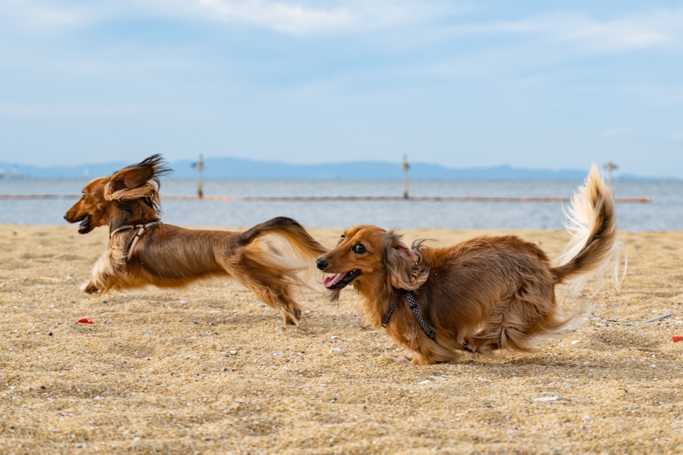 brown long coat medium dog on hobie island beach park during daytime