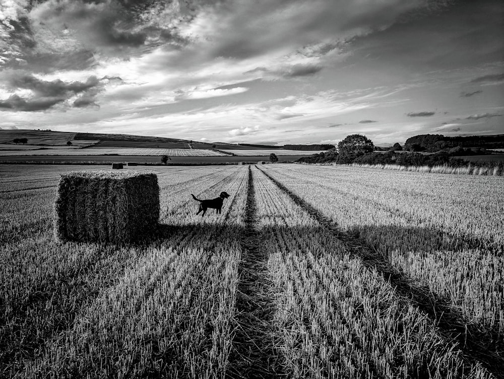 grayscale photo of rolled hays on field