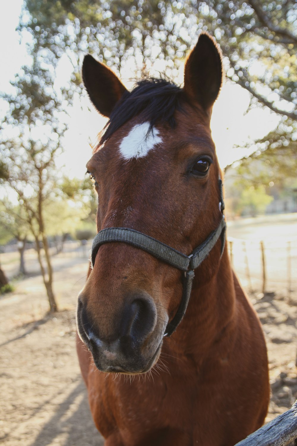 brown and white horse near green trees during daytime