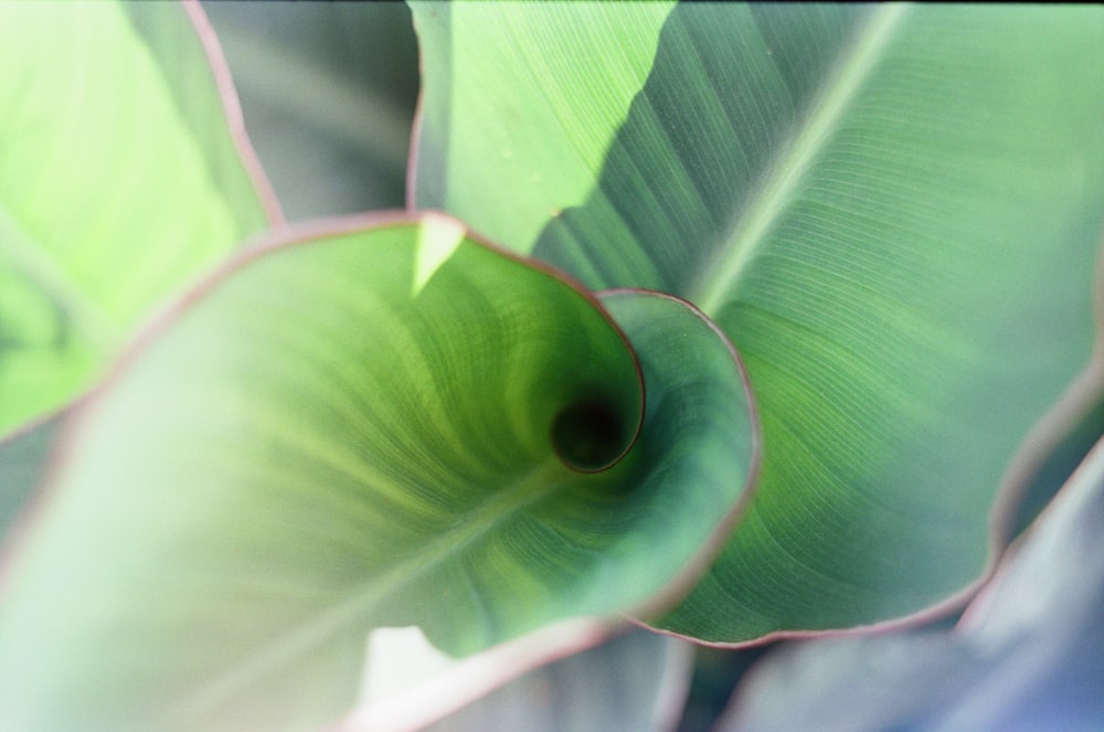 green leaf plant in close up photography