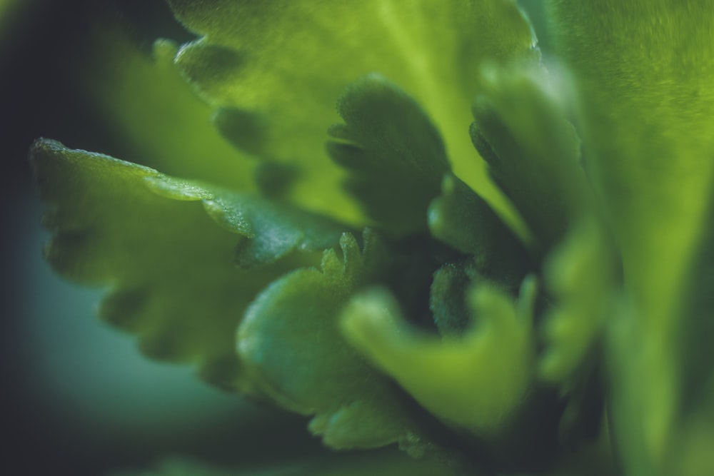 green plant in close up photography