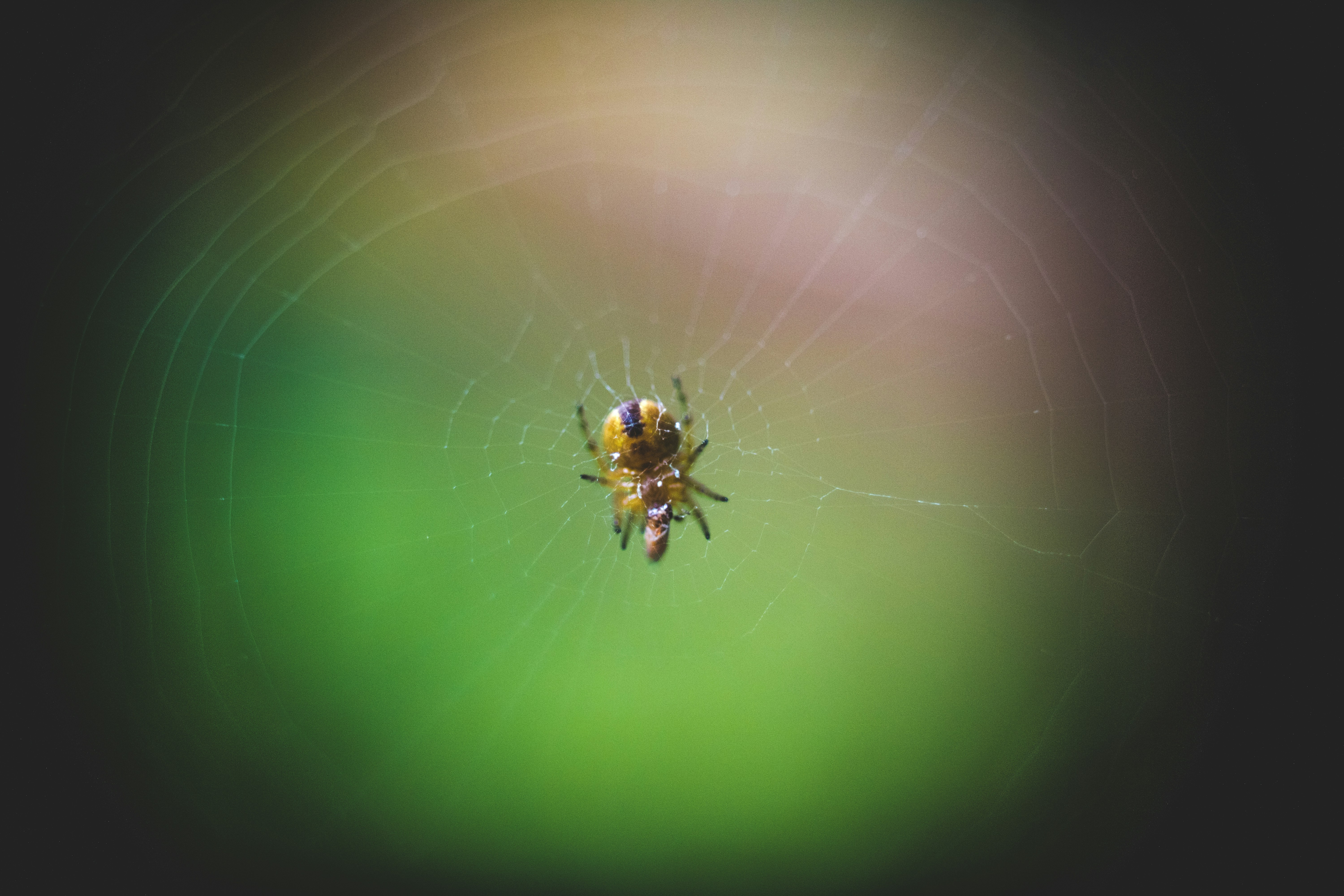 aranha marrom na teia na fotografia de perto