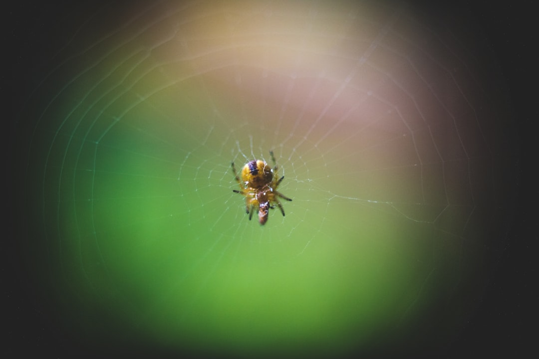 brown spider on web in close up photography