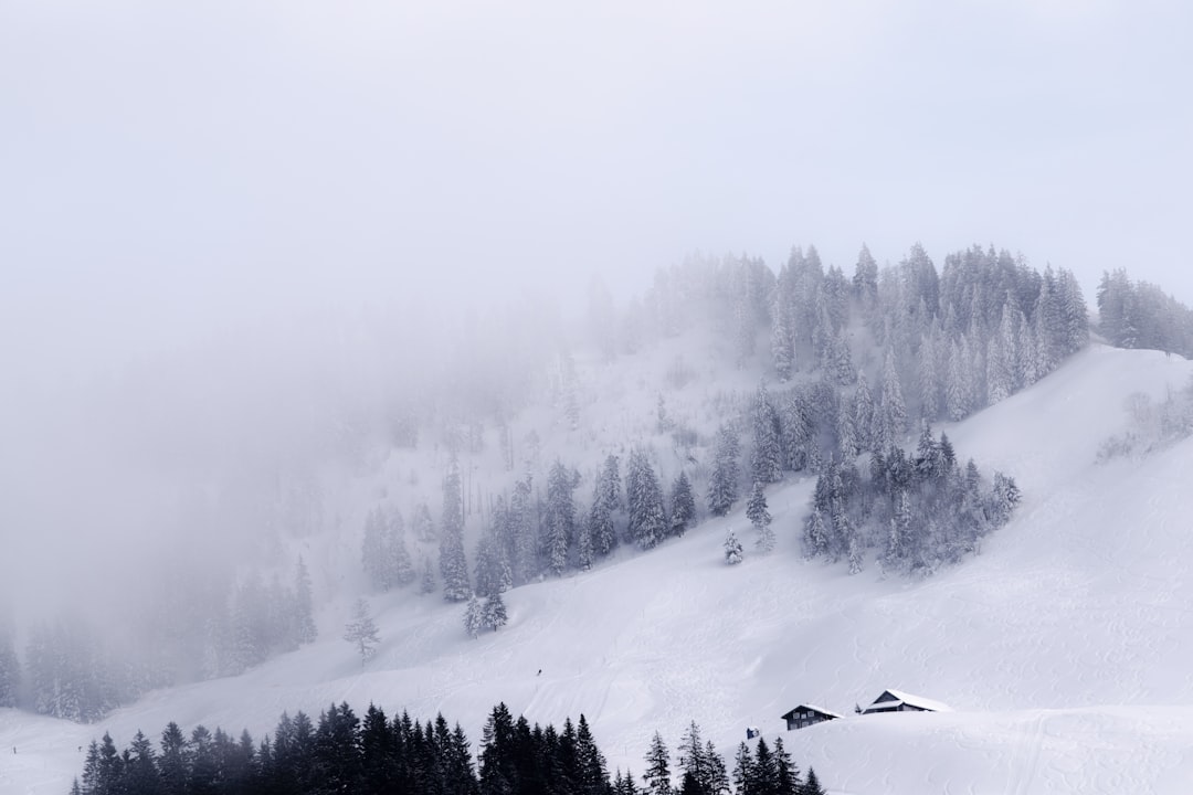 pine trees covered with snow