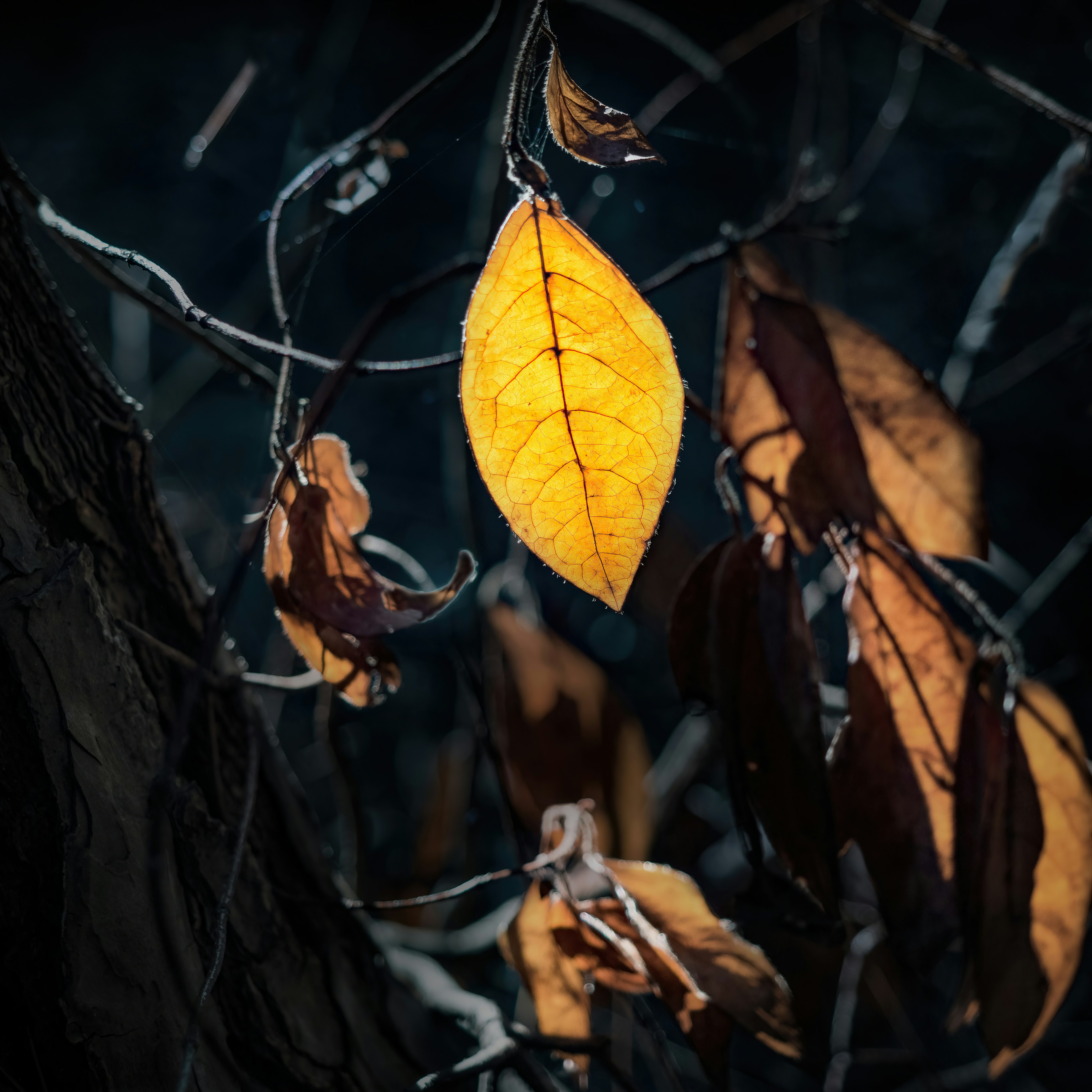 yellow leaf on brown tree branch