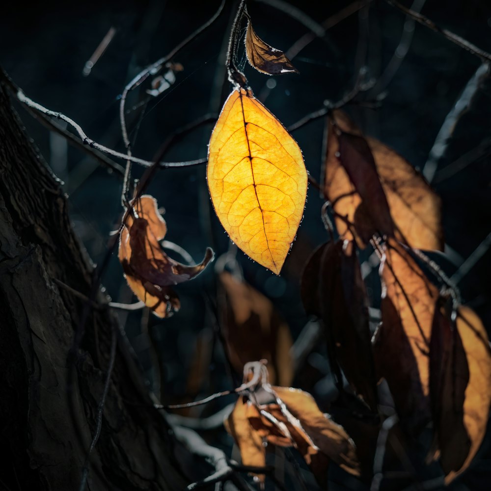 yellow leaf on brown tree branch