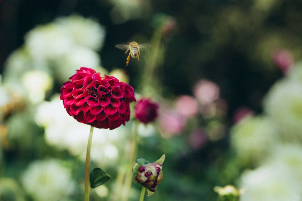 red flower in tilt shift lens