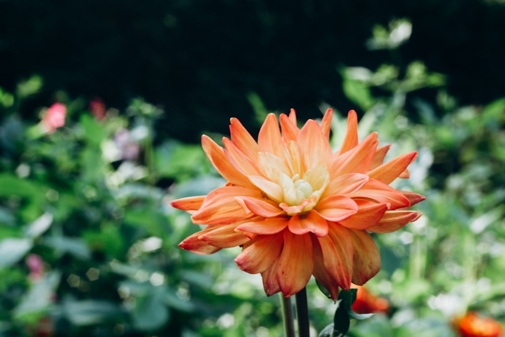 orange flower in tilt shift lens