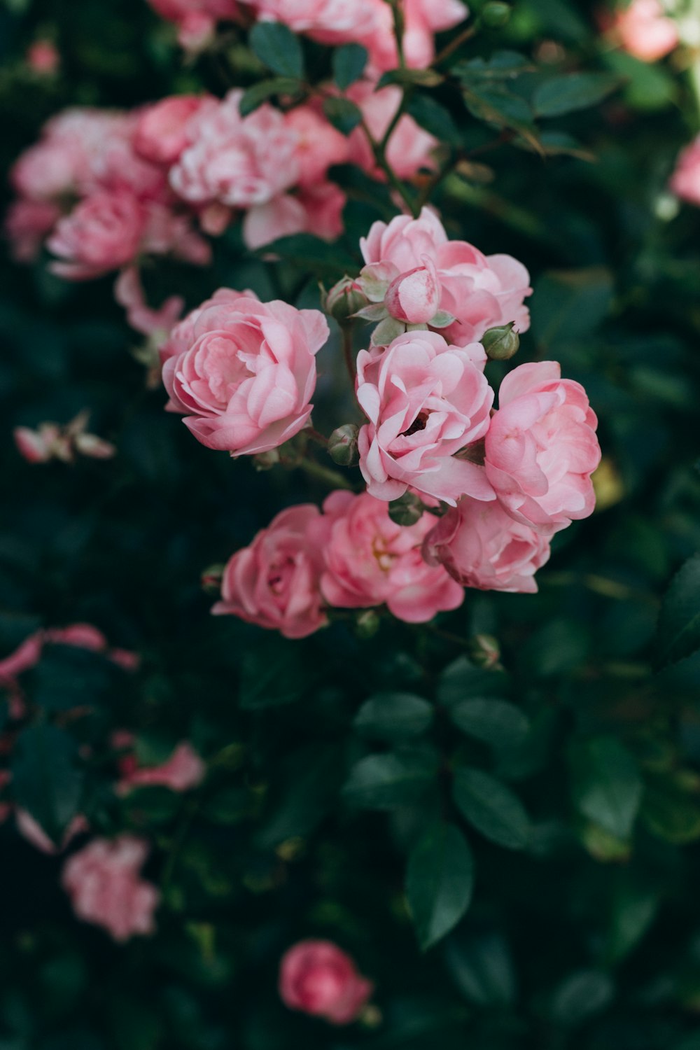 roses roses en fleurs pendant la journée