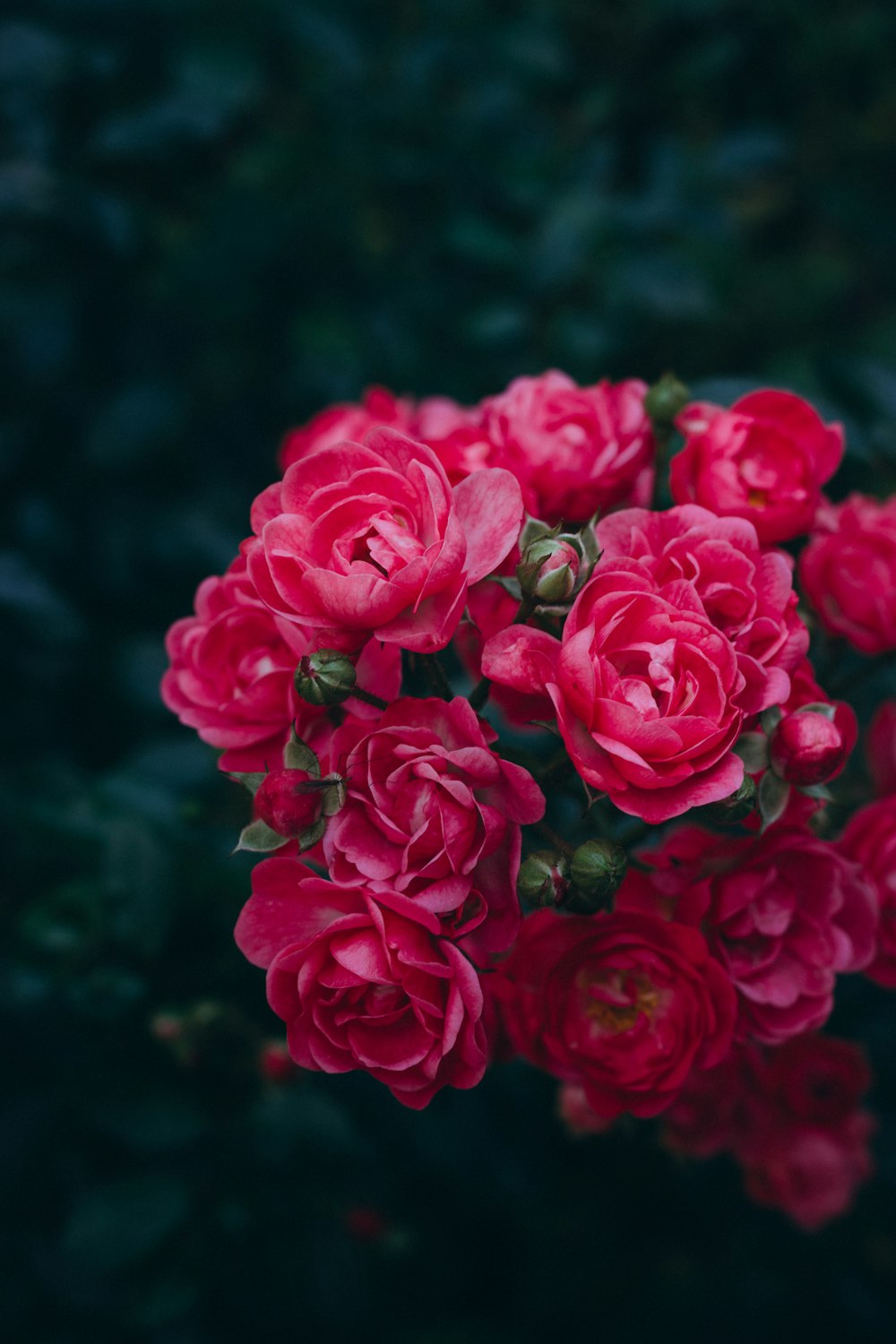 Rosas rosadas en fotografía de primer plano