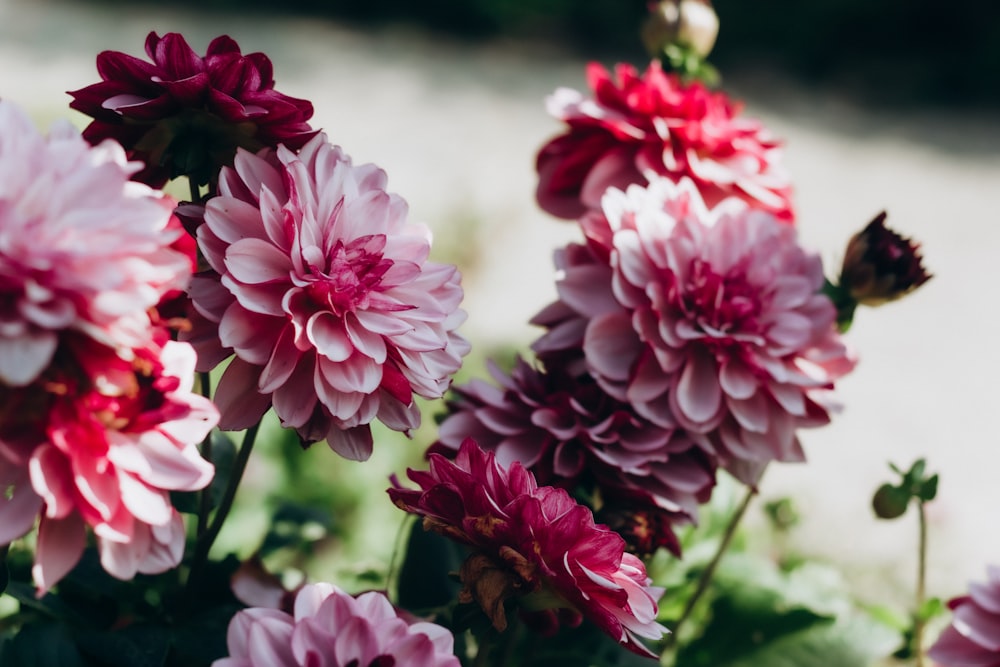 pink and white flowers in tilt shift lens