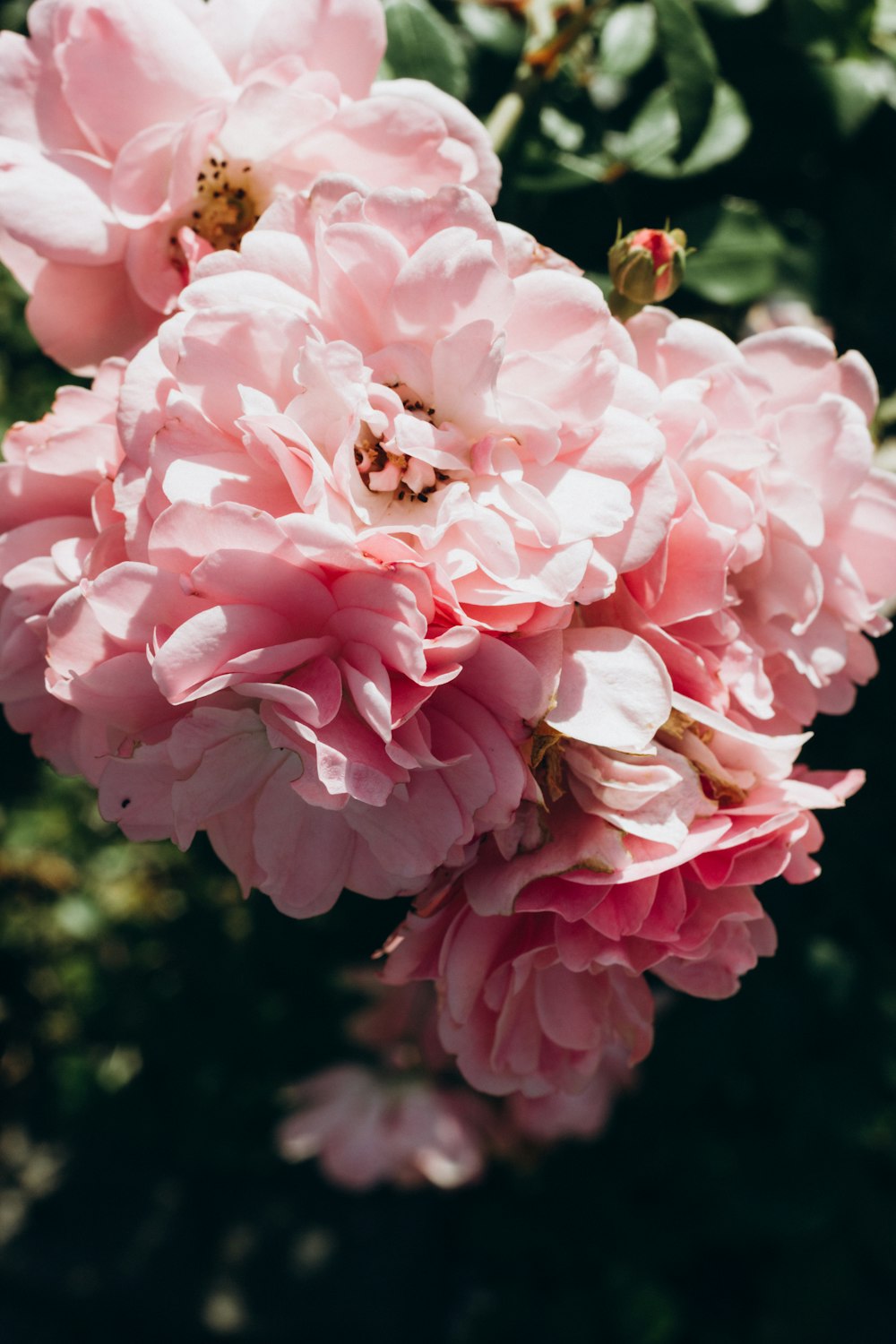 pink flower in macro shot