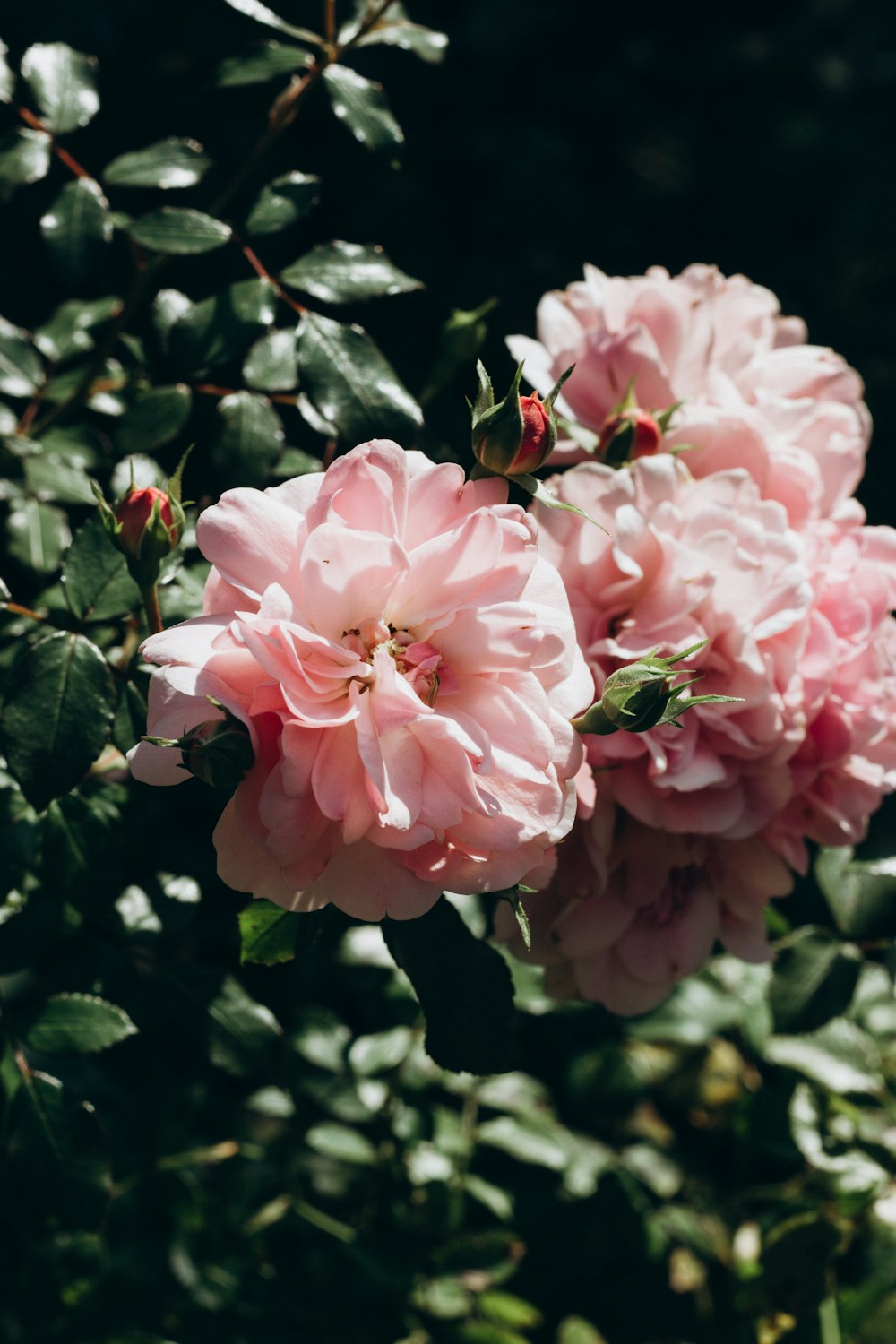 pink roses in bloom during daytime