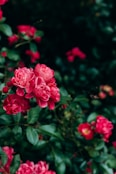 pink roses in bloom during daytime