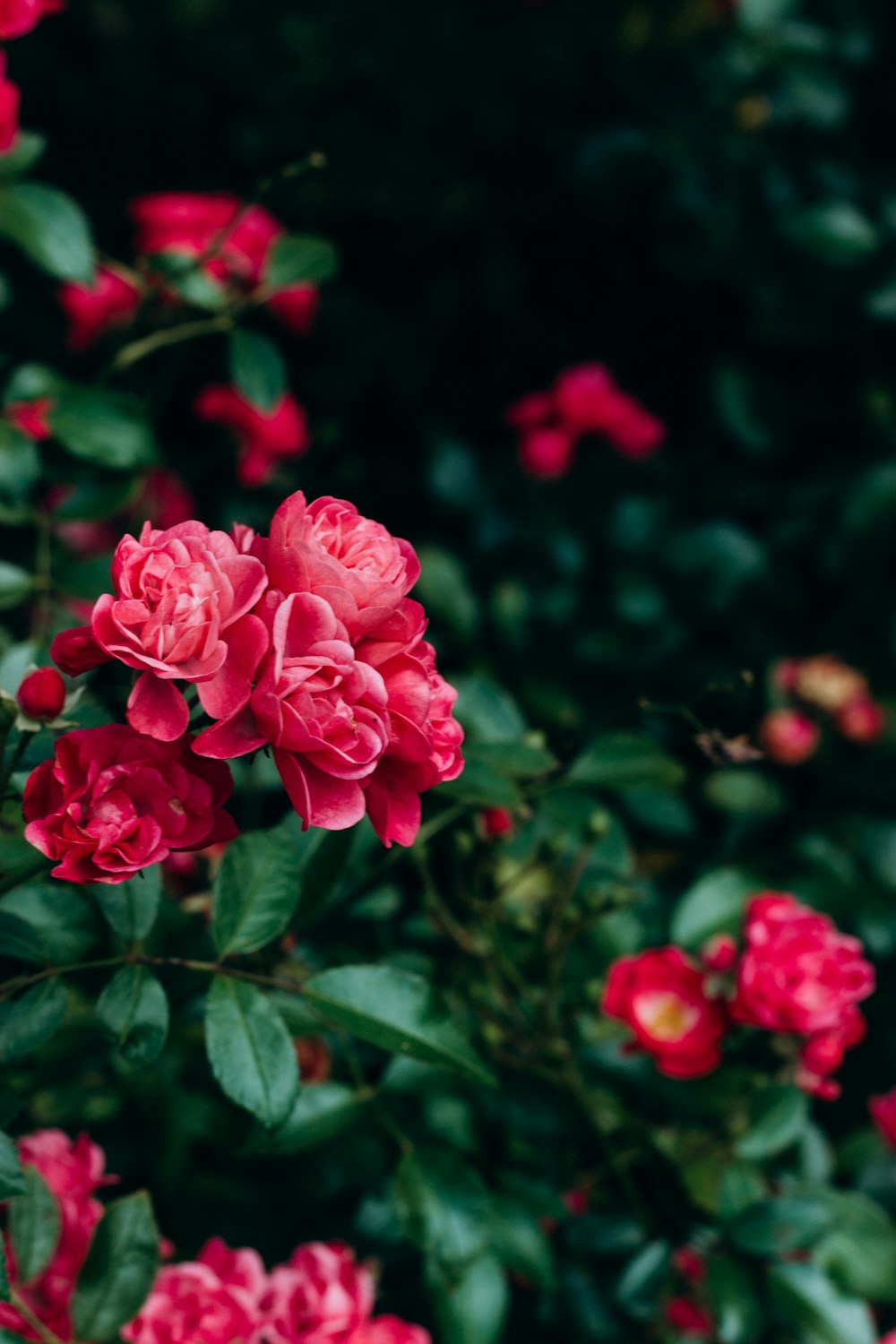 pink roses in bloom during daytime