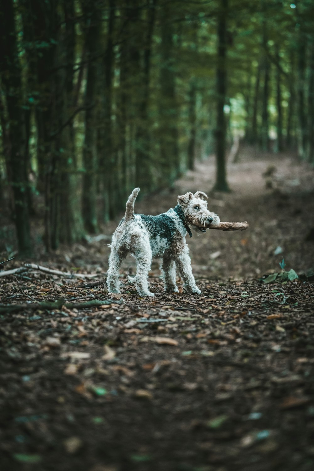 white long coat small dog on forest during daytime