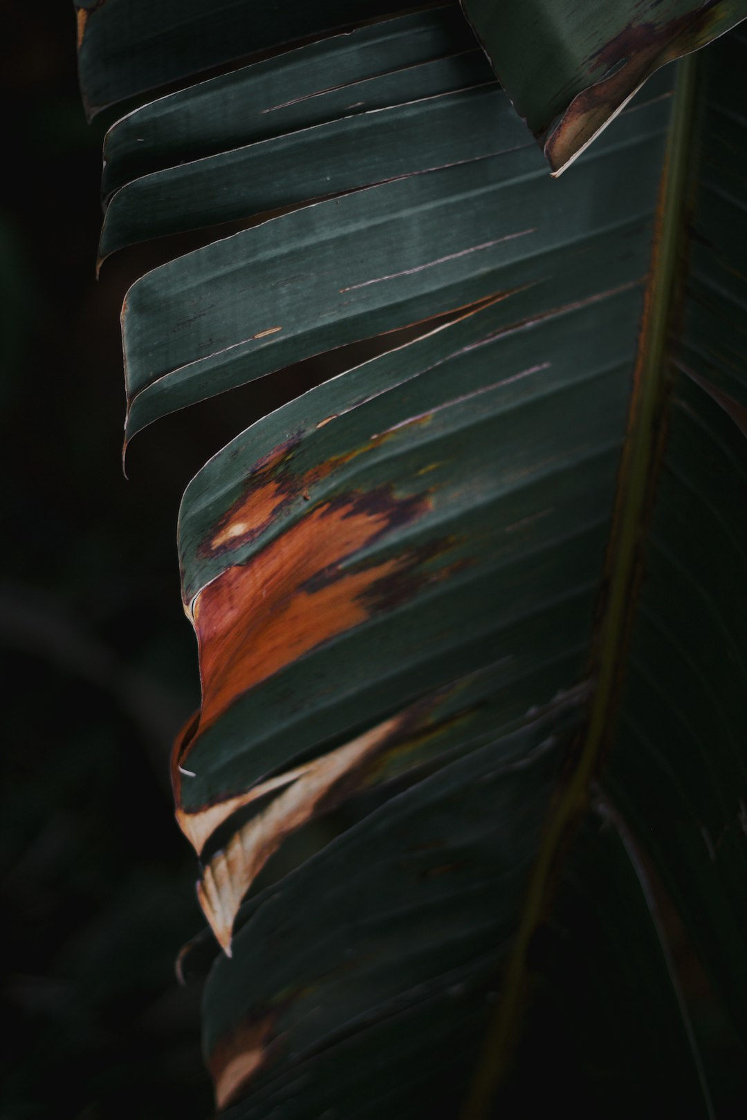 green and orange leaf plant