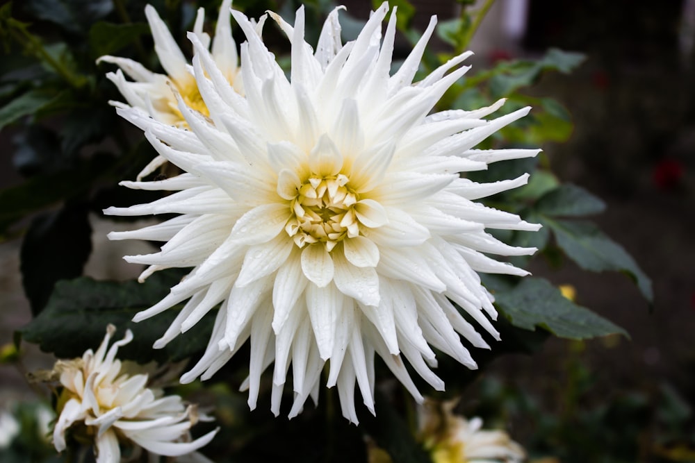 white flower in tilt shift lens