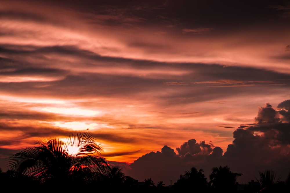 silhouette of trees during sunset