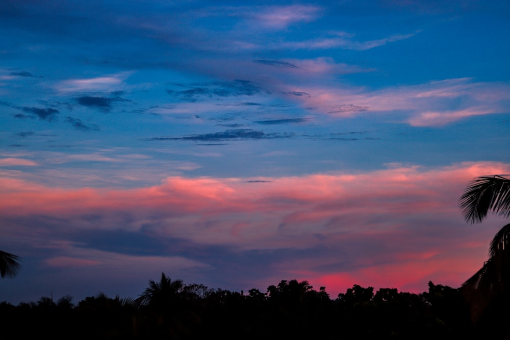 silhouette of trees under orange and blue sky