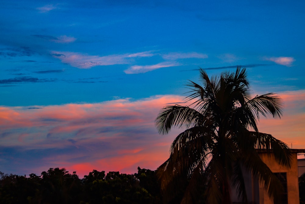 silhouette of palm tree during sunset